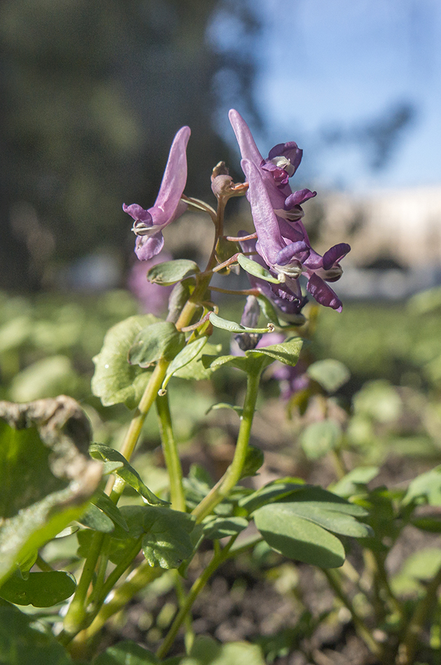Image of Corydalis solida specimen.