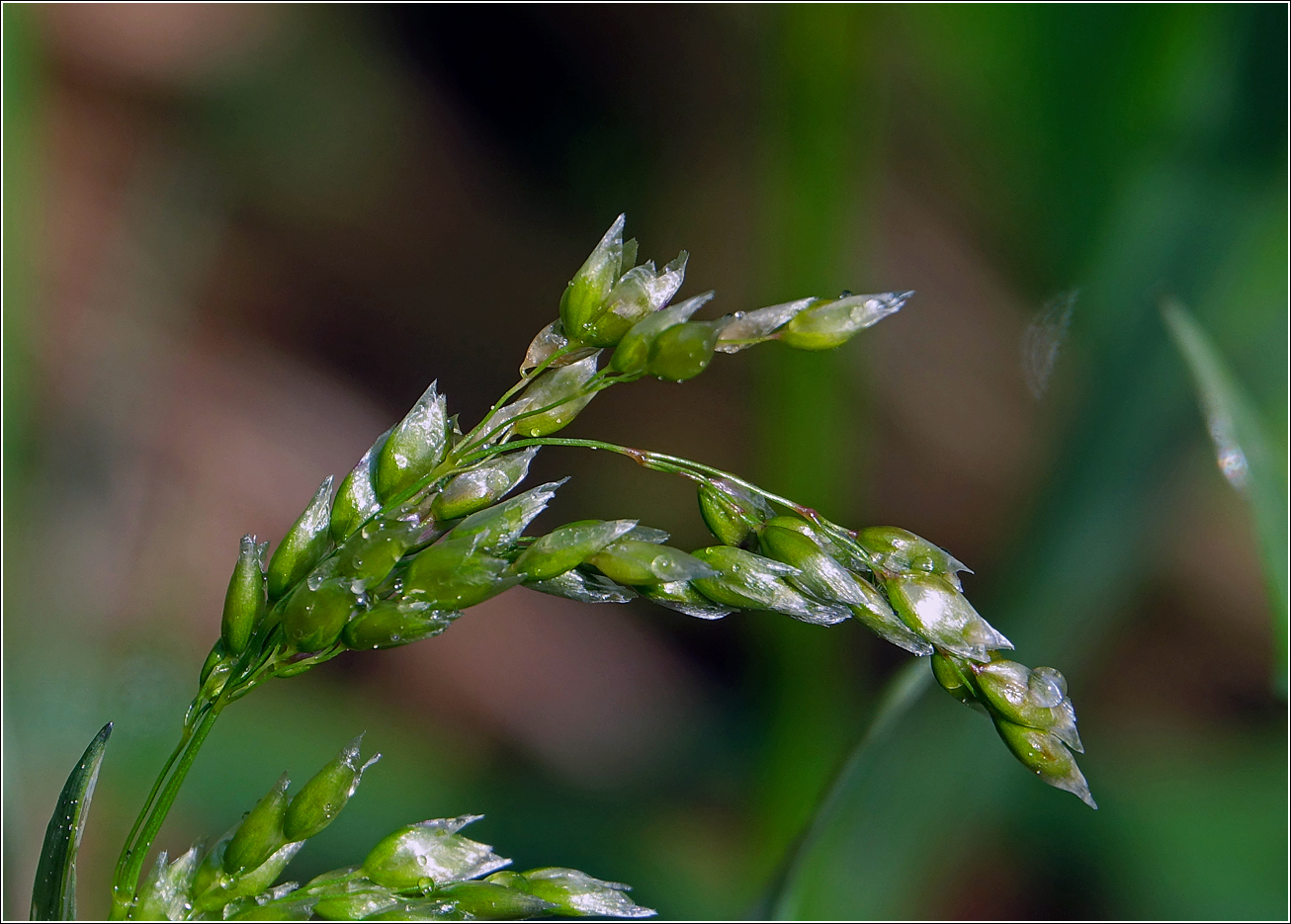 Image of Hierochloe odorata specimen.