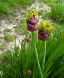 Allium fedtschenkoanum. Раскрывающиеся соцветия. Казахстан. Туркестанская обл., Зап. Тянь-Шань, Сайрам-Угамский национальный природный парк; 2720 м н.у.м., водораздел в верховье нескольких речек, низина с родниками между озёрами Верхнее и Нижнее Сильбили. 08.05.2025.