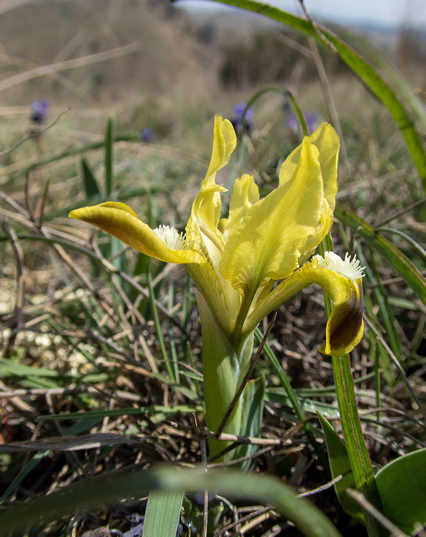 Image of Iris pumila specimen.