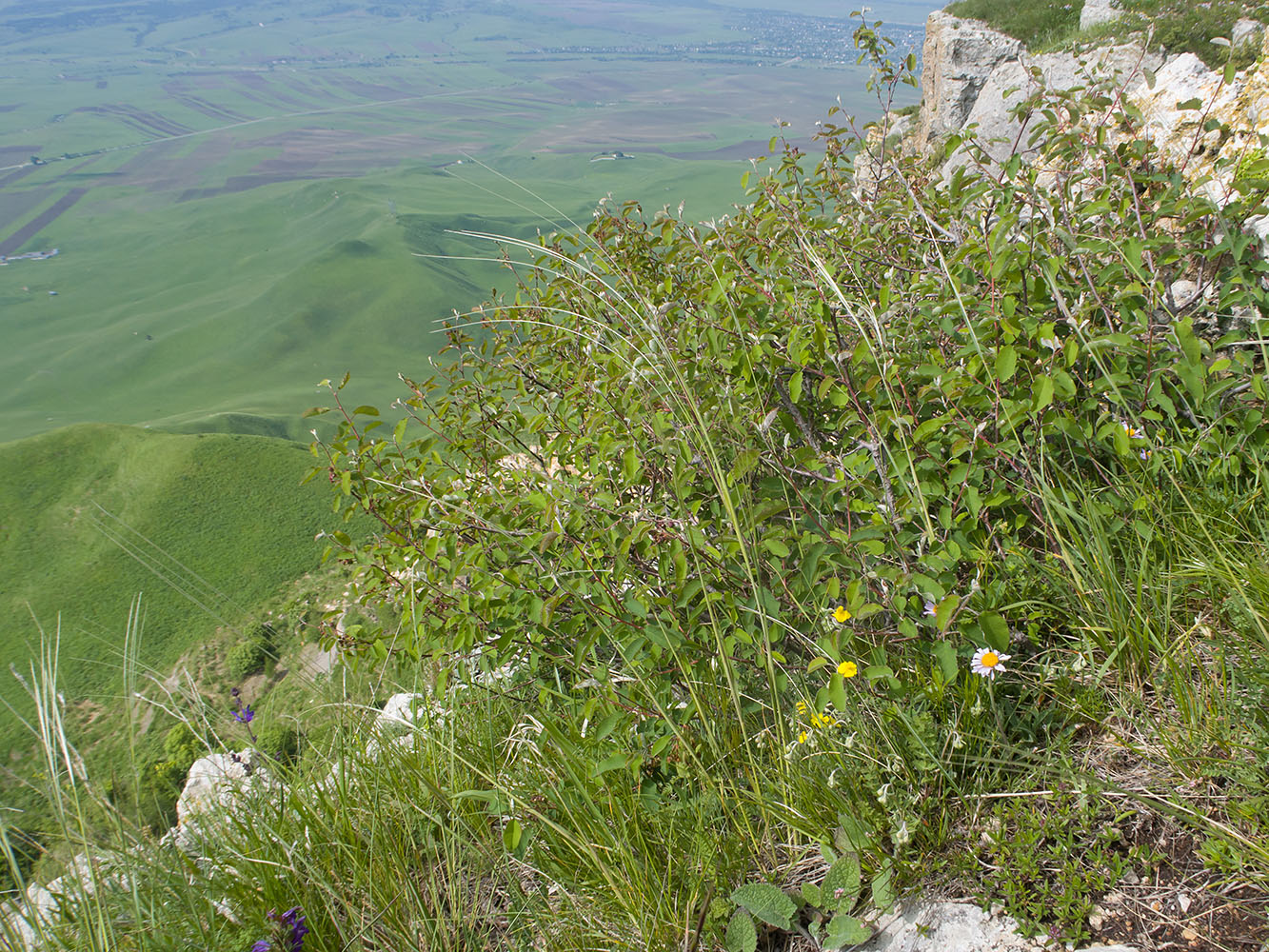 Image of Stipa pulcherrima specimen.