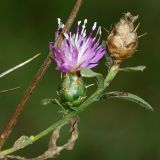 Centaurea iberica