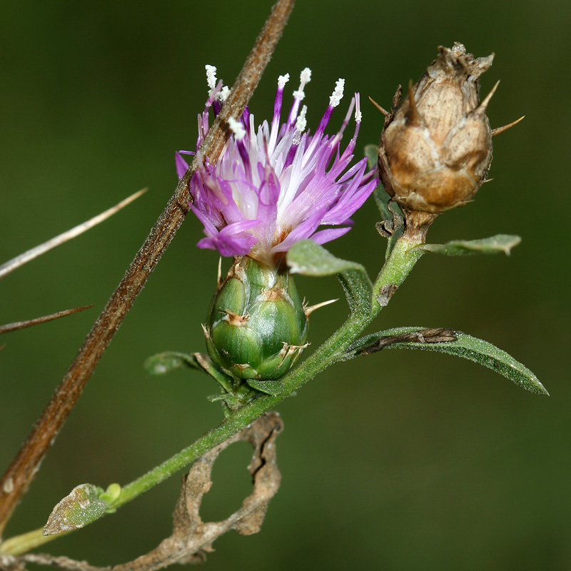 Изображение особи Centaurea iberica.