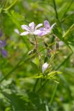 Geranium sylvaticum. Верхушка побега с соцветием. Карелия, Лахденпохский р-н, окр. оз. Исо-Ийярви, опушка смешанного леса с преобладанием сосны (Pinus sylvestris), разнотравный луг. 13.06.2025.