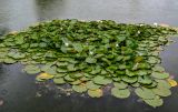 Nymphaea × marliacea
