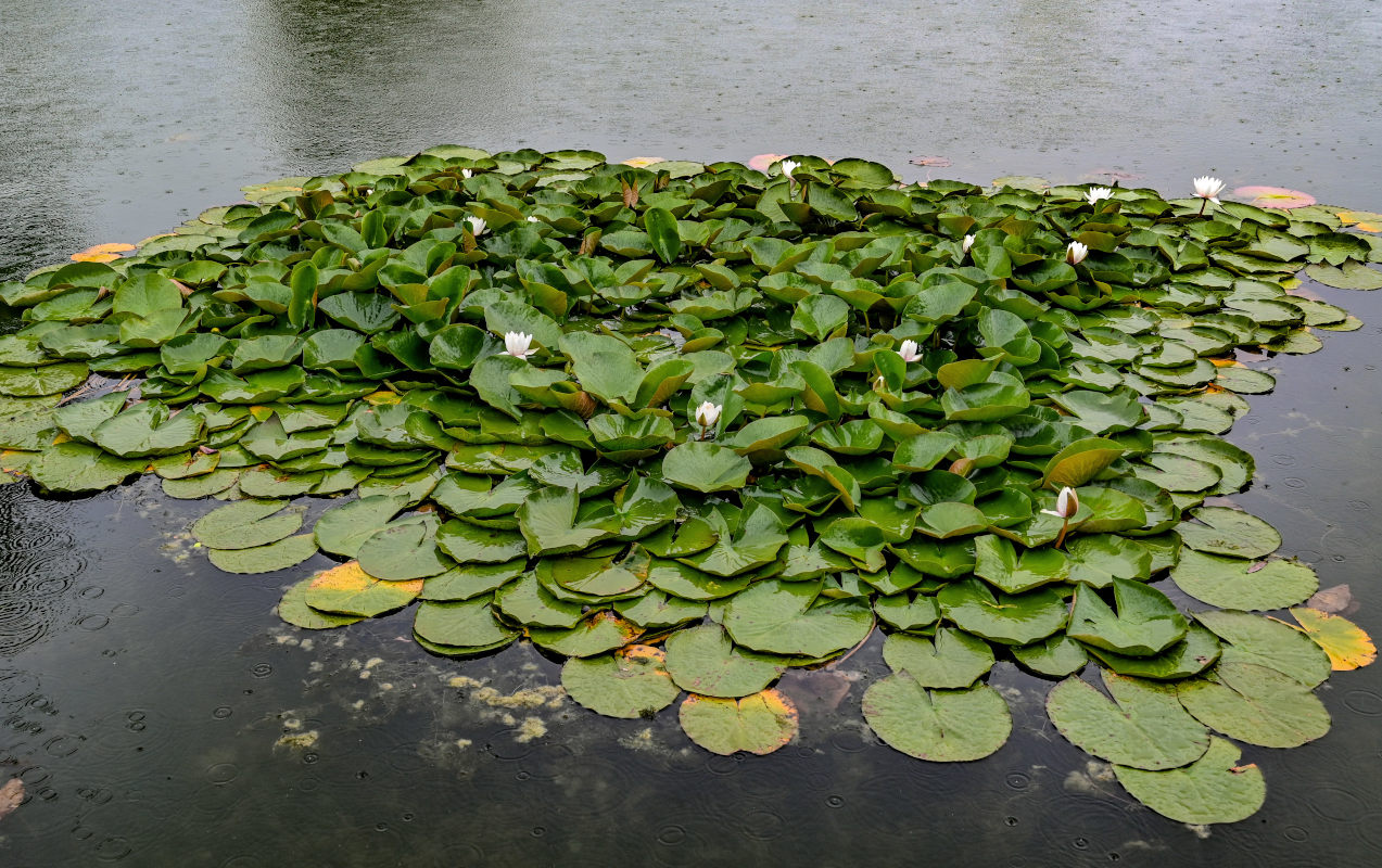 Изображение особи Nymphaea &times; marliacea.