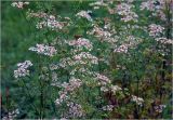Coriandrum sativum. Цветущие растения. Московская обл., Раменский р-н, окр. дер. Хрипань, садовый участок. 20.07.2025.