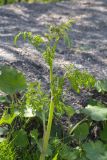 семейство Apiaceae. Верхушка зацветающего растения. Мурманск, Октябрьский р-н, смешанный лес, у дороги. 24.06.2025.