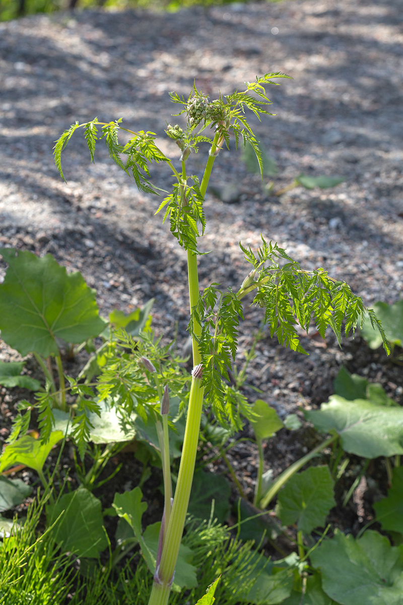 Image of familia Apiaceae specimen.
