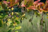 Berberis vulgaris