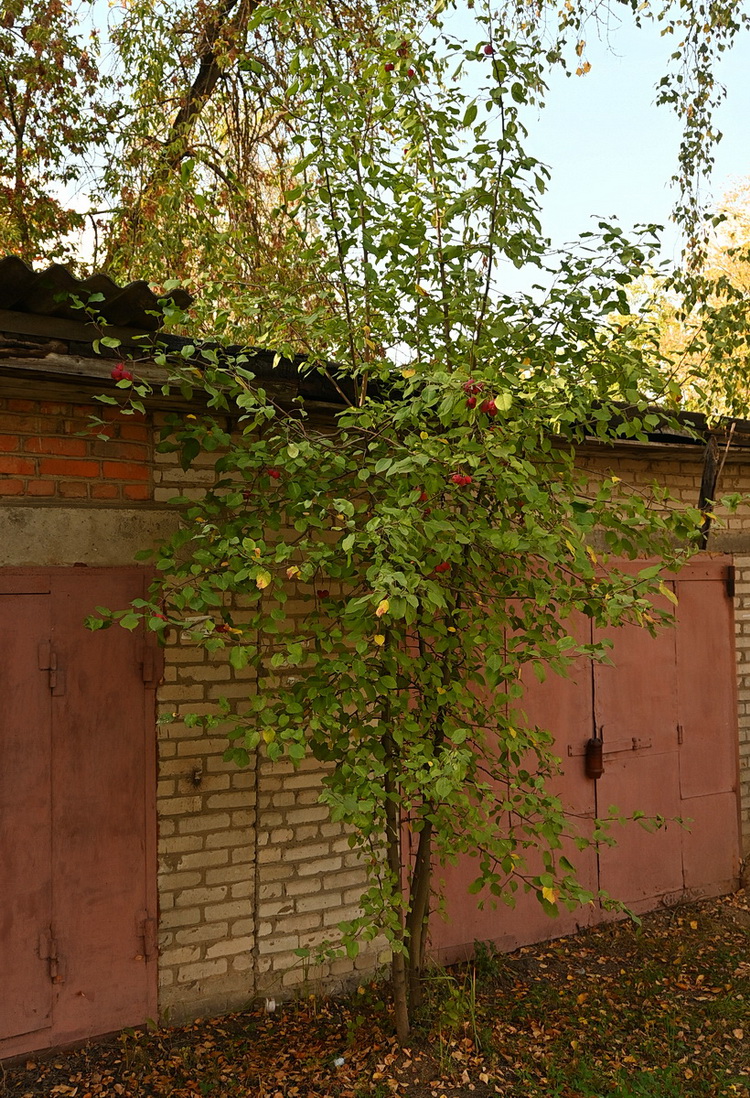 Изображение особи род Malus.