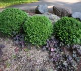 Buxus sempervirens. Вегетирующие растения. Калининград, зоопарк, в озеленении. 31.07.2025.