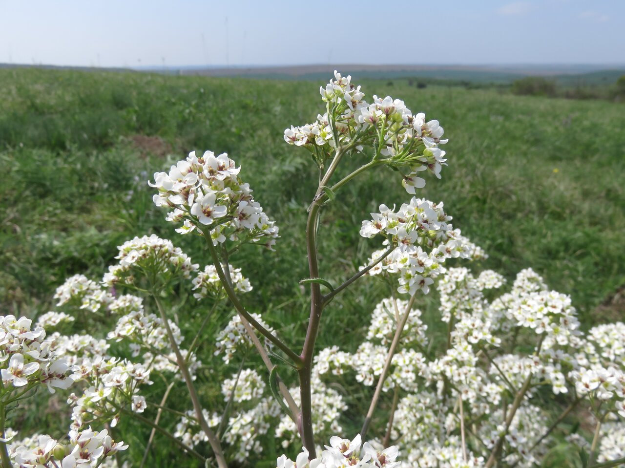 Изображение особи Crambe tataria.