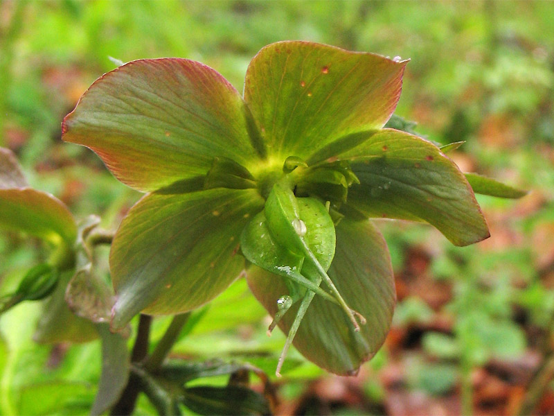 Image of Helleborus purpurascens specimen.