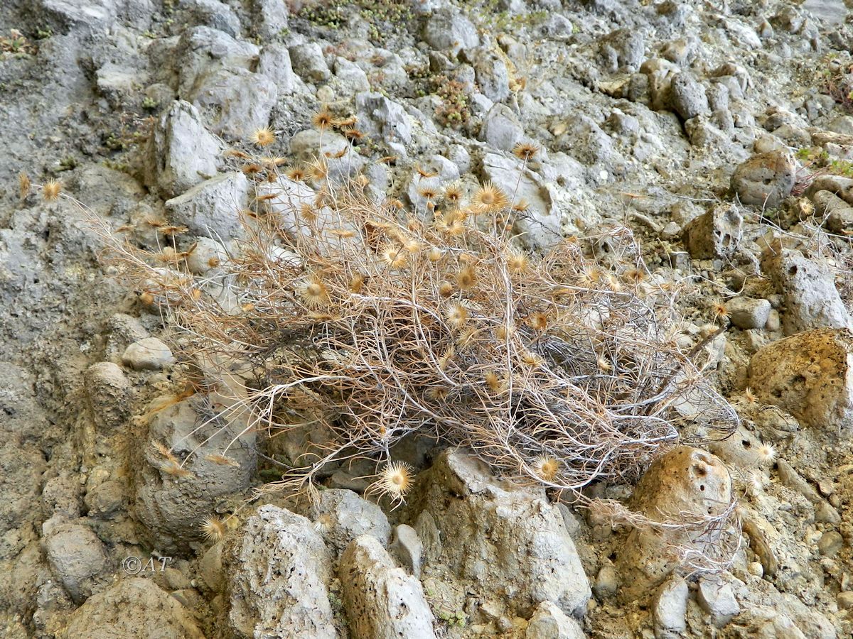 Image of genus Phagnalon specimen.