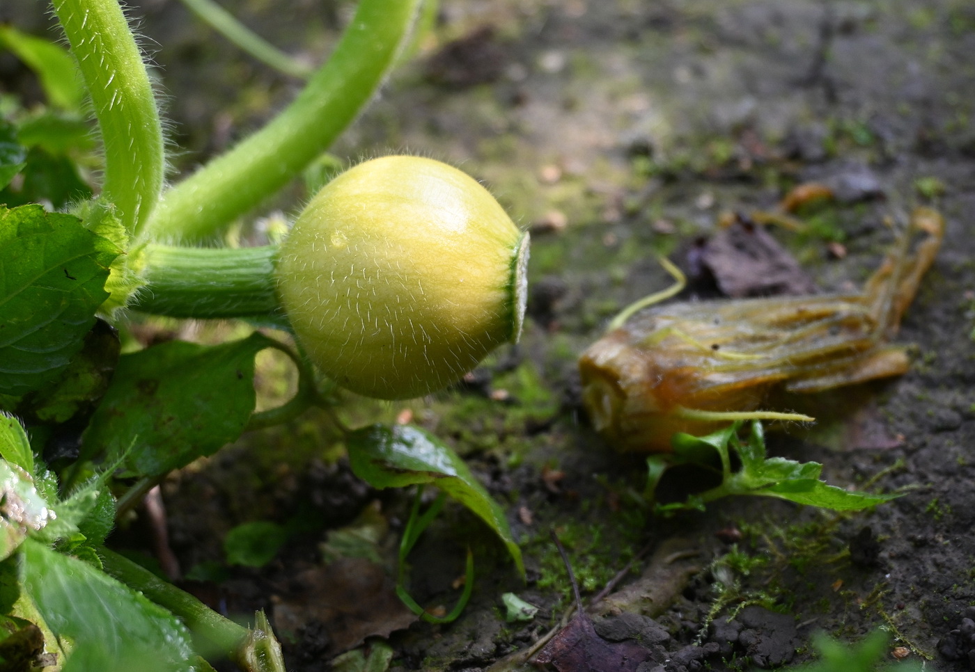 Изображение особи Cucurbita pepo.