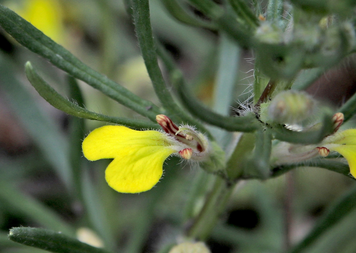 Изображение особи Ajuga chia.