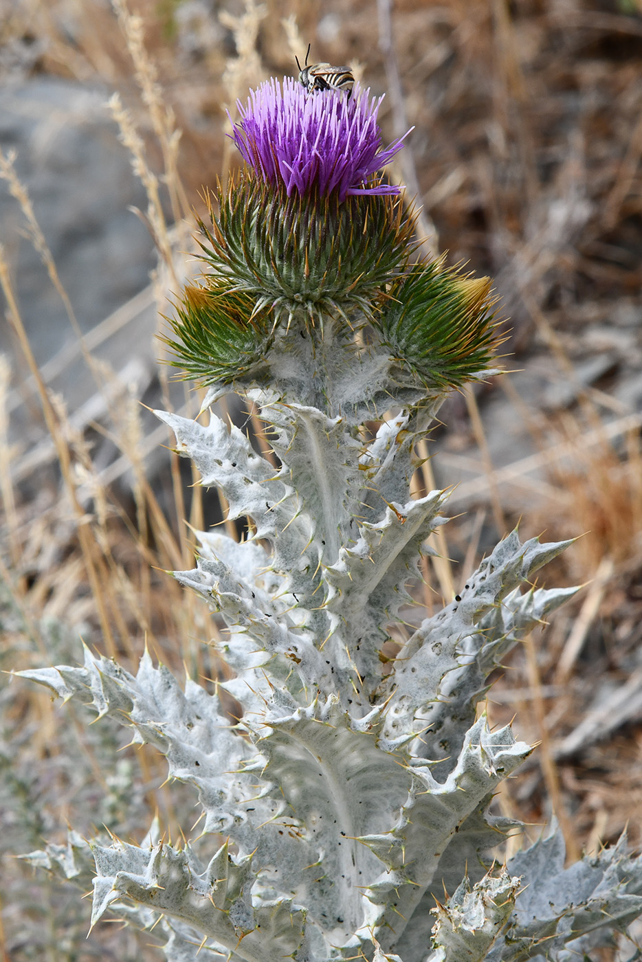 Image of Onopordum acanthium specimen.