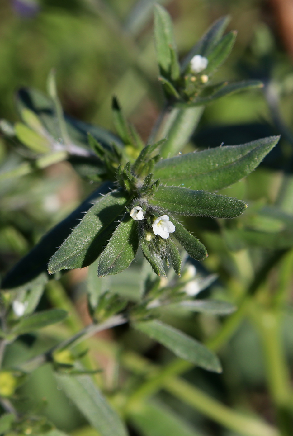 Image of Buglossoides arvensis specimen.