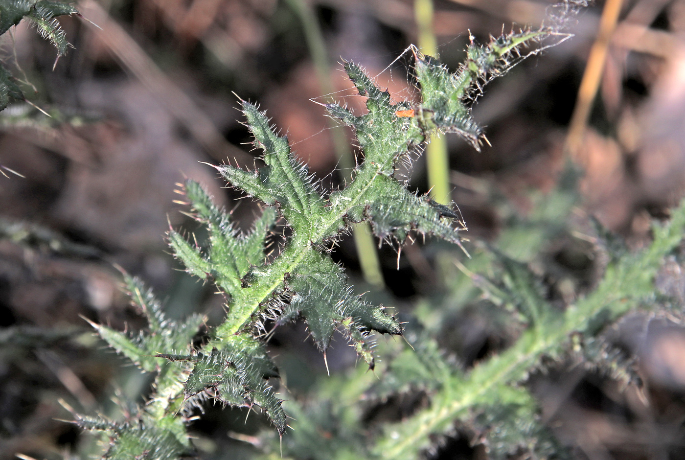 Image of Cirsium palustre specimen.