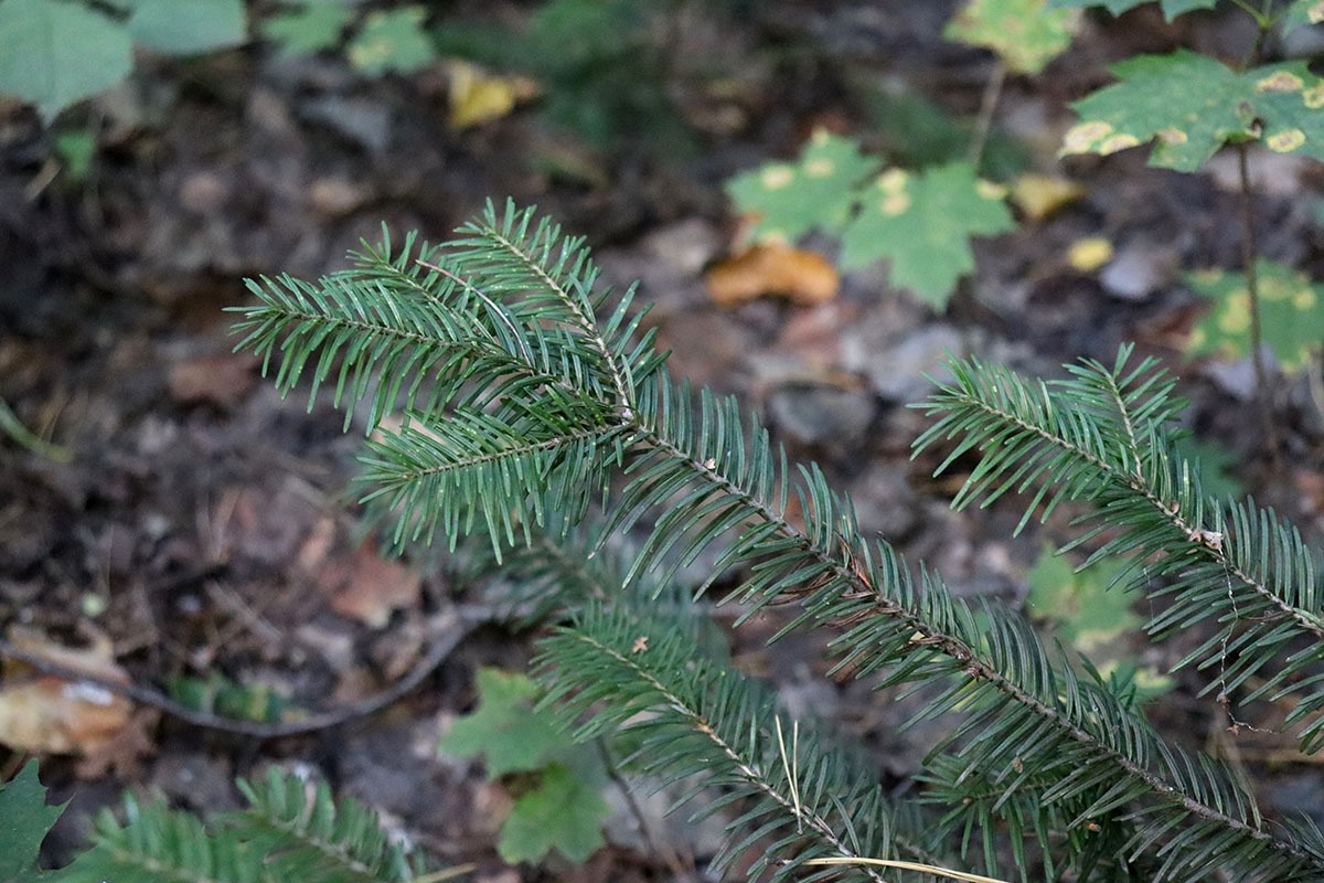 Изображение особи Abies sibirica.