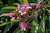 Plumeria rubra