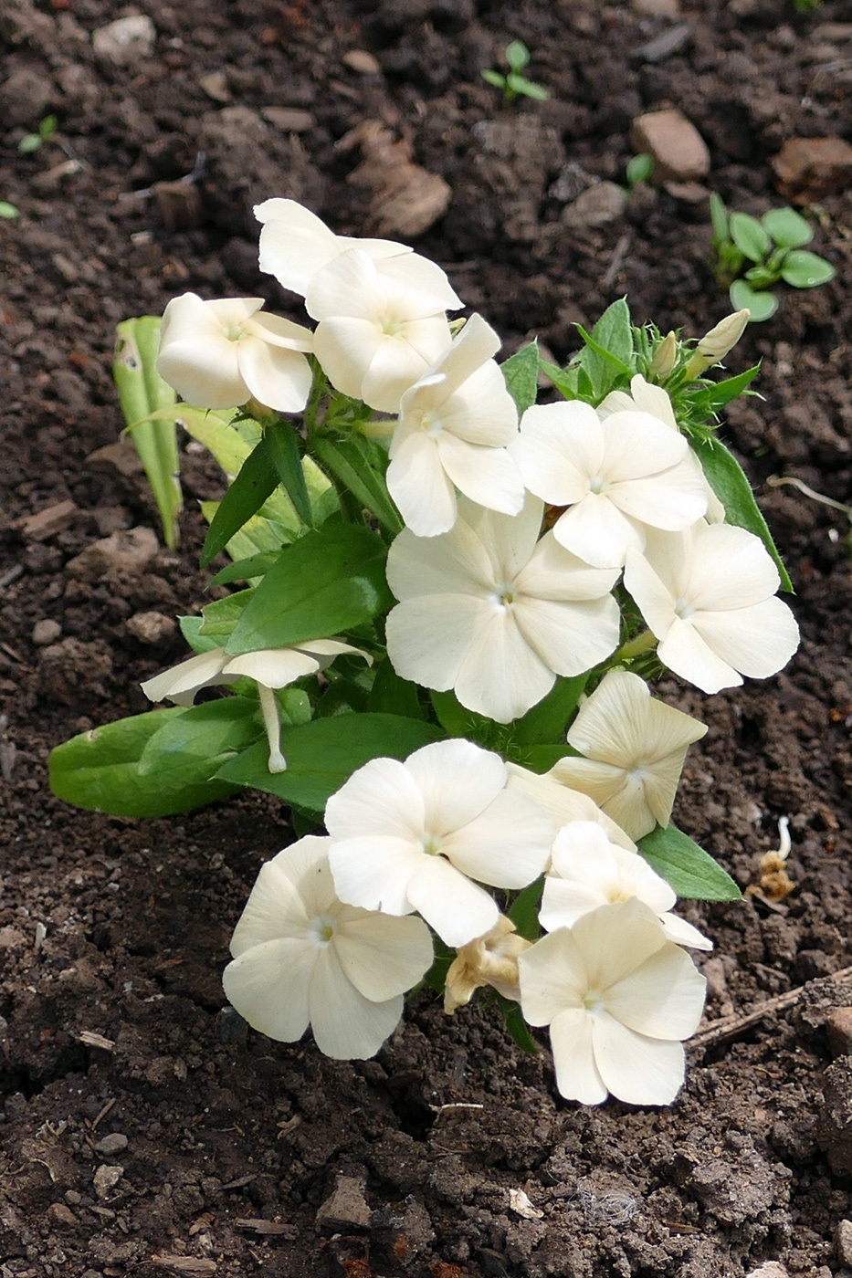 Изображение особи Phlox drummondii.