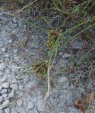 род Cyperus. Верхушка плодоносящего растения. Абхазия, Сухум, обочина дороги. 11.08.2024.