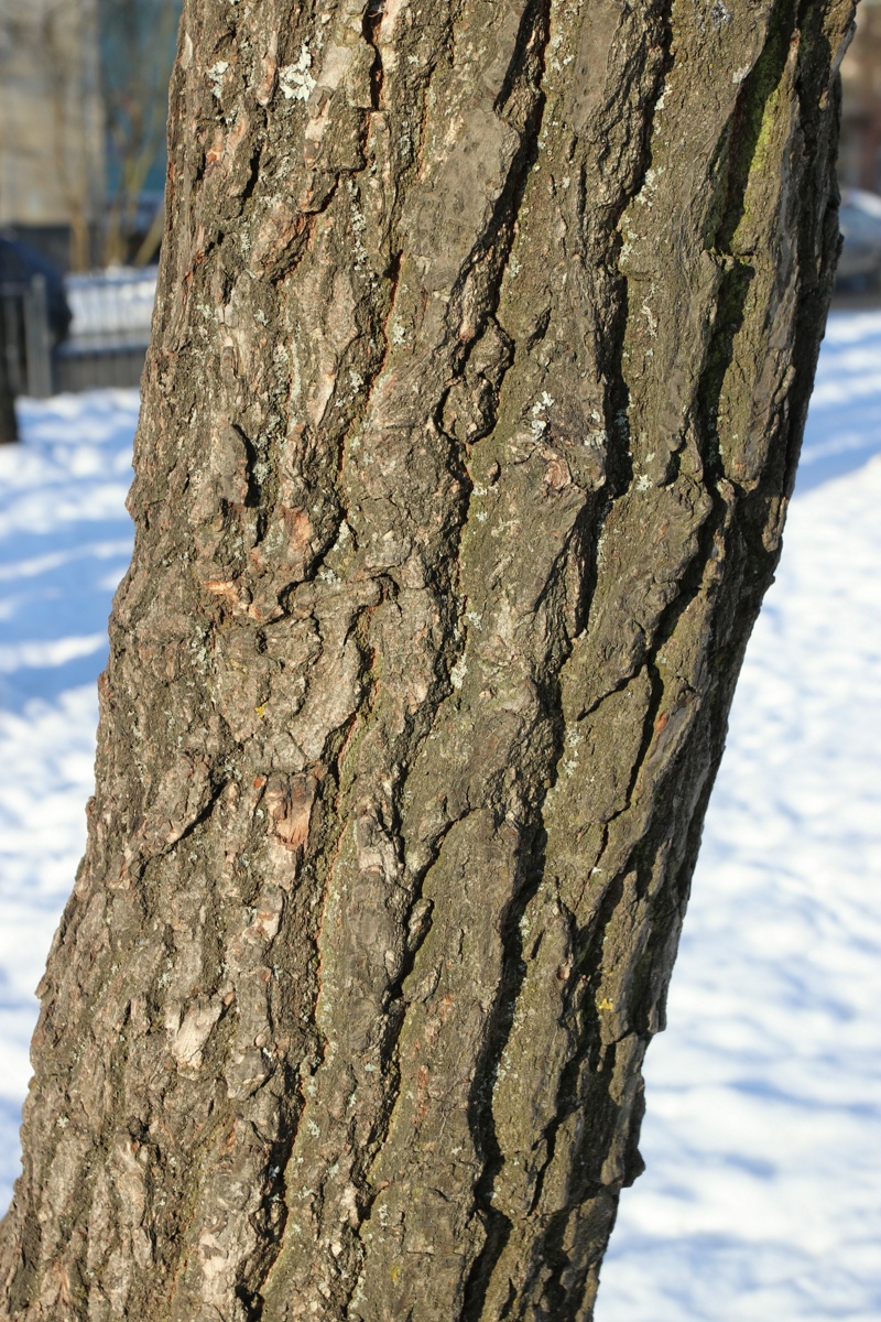 Изображение особи Quercus robur.