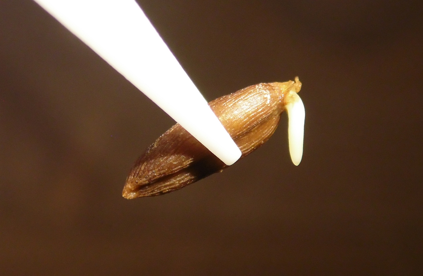 Image of Prangos trifida specimen.