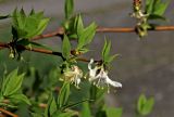 Lonicera fragrantissima. Часть ветви с цветками и вегетативными побегами. Краснодарский край, г. Сочи, парк \"Дендрарий\". 21 февраля 2026 г.