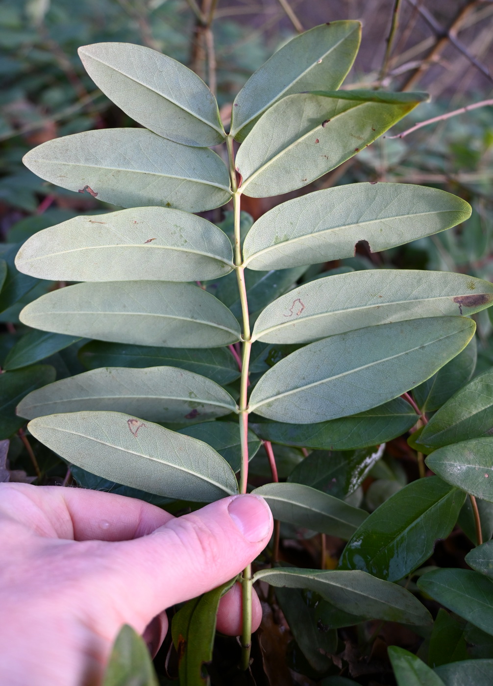 Изображение особи Hypericum calycinum.