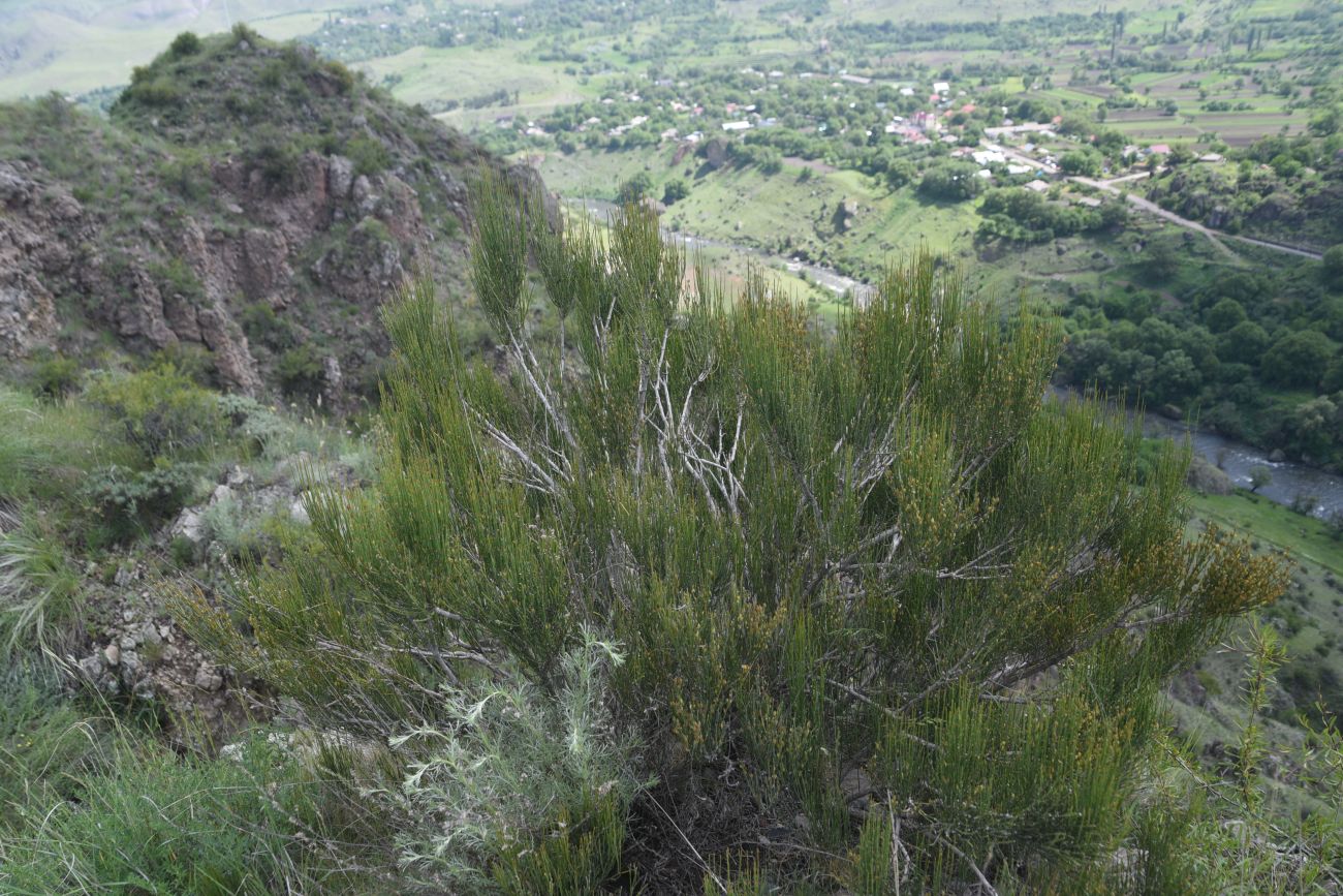 Изображение особи Ephedra procera.