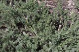 Astragalus sinaicus. Цветущие побеги. Крым, Севастополь, Ласпи, обочина дороги. 29.04.2026.