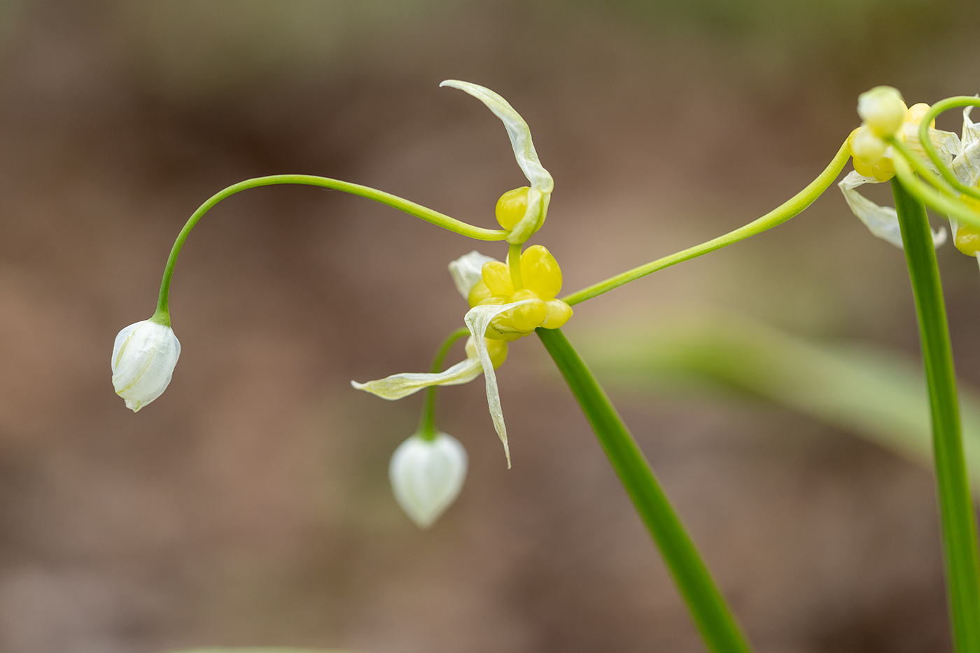 Image of Allium paradoxum specimen.