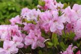 Rhododendron schlippenbachii. Ветви с цветками. Приморский край, Хасанский р-н, водораздел между бассейнами оз. Малое Мраморное и бухты Калевала, разреженные заросли кустарников с порослью Quercus mongolica. 17.05.2026.