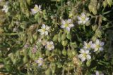 Spergularia media