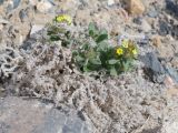 Arnebia tibetana