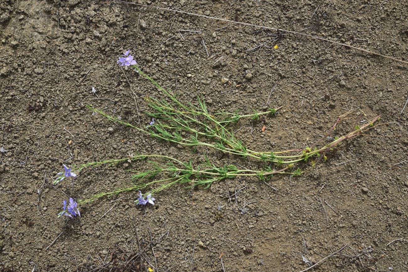 Image of Veronica multifida specimen.