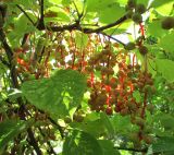 Schisandra chinensis. Часть кроны с созревающими плодами. Московская обл., Щёлковский р-н, в культуре. 08.08.2026.
