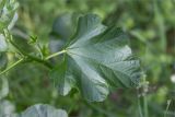 Malva thuringiaca. Лист. Татарстан, окр. с. Камское Устье, берег р. Волга, опушка смешанного леса (с участием Pinus и Betula). 01.06.2026.