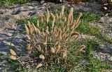 Polypogon monspeliensis. Плодоносящее растение. Португалия, г. Лиссабон, берег р. Тежу, песчаный участок пляжа. 16.06.2026.