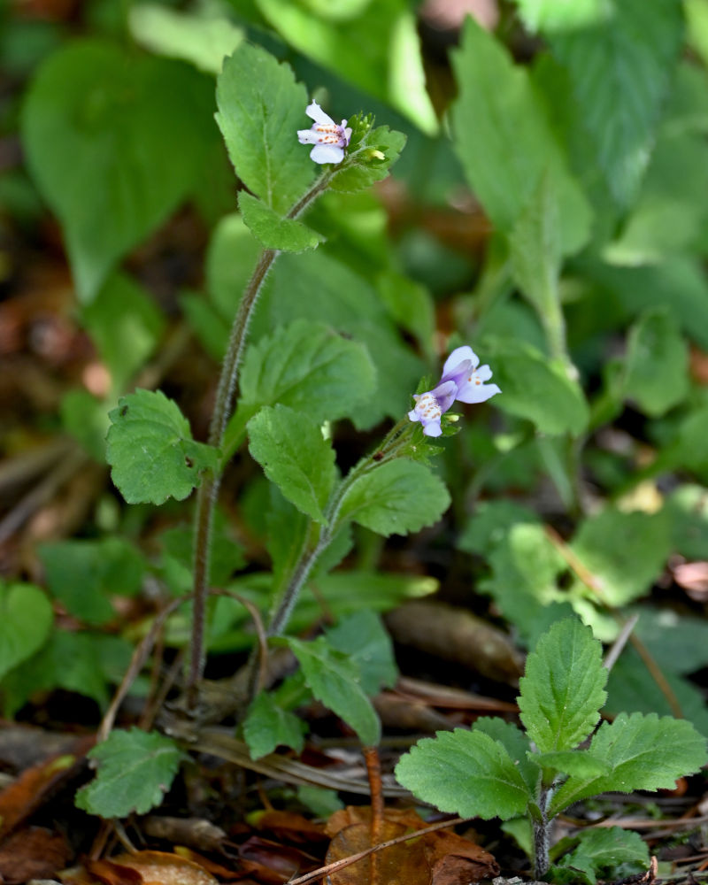 Изображение особи Mazus caducifer.
