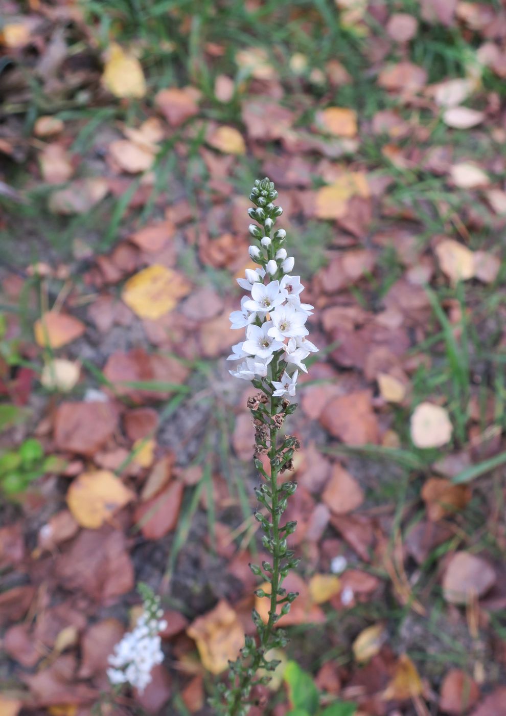 Image of Lysimachia fortunei specimen.