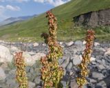 genus Rumex. Верхушка соплодия. Дагестан, Докузпаринский р-н, окр. с. Куруш, пойма р. Чехычай, ≈ 2400 н.у.м., приречный луг на галечнике. 25.07.2026.