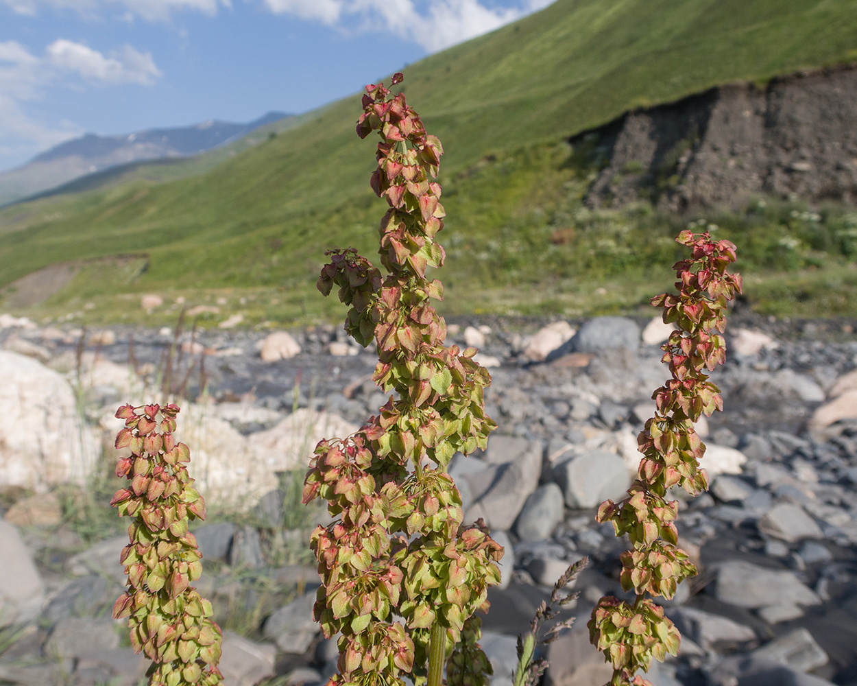 Image of genus Rumex specimen.