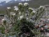 Smelowskia calycina