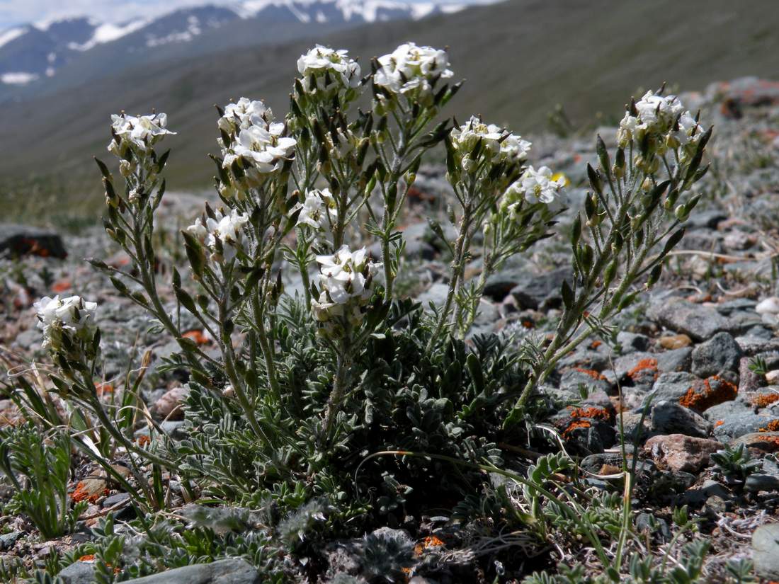 Image of Smelowskia calycina specimen.