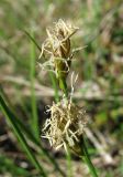 Carex chordorrhiza