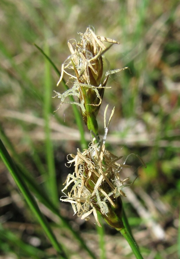 Image of Carex chordorrhiza specimen.